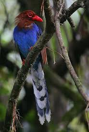 Sri Lanka Blue Magpie Rainbirder Pet Birds Beautiful Birds Birds Butterflies