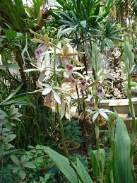 Image result for Phaius