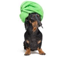 Recall Update Bully Stick Recall Expanded To More Brands Proud Dog Mom