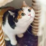 Calico cat - Wikipedia