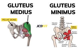 The gluteal muscles, often called glutes are a group of three muscles which make up the gluteal region commonly known as the buttocks: Booty Workout The Ultimate Plan To Grow Your Butt