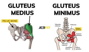 The three muscles originate from the ilium and sacrum and insert on the femur. Booty Workout The Ultimate Plan To Grow Your Butt