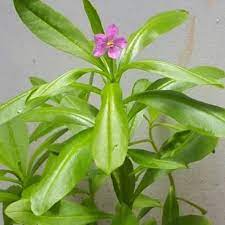 Sejak dulu akar ginseng telah dipercaya baik untuk menjaga kesehatan tubuh. Daun Som Jawa Daun Ginseng Jawa Obat Herbal Shopee Indonesia