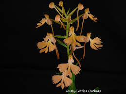 Image result for Habenaria cirrhata