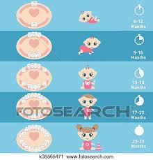 Baby Teething Chart Clipart K35565471 Fotosearch