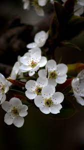 Pin On Flowers Wallpapers