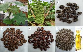 1 für telefonnummern und mehr. Scielo Brasil Castor Oil I Ricinus Communis I A Review On The Chemical Composition And Physicochemical Properties Castor Oil I Ricinus Communis I A Review On The Chemical Composition And Physicochemical Properties