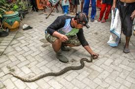 Context sentences for sawa in english. Ular Sanca Kembang Muncul Di Pemukiman Gegerkan Warga Lamongan Mongabay Co Id