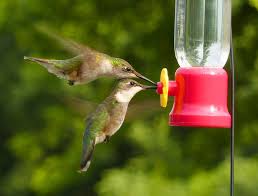 Praying mantis and hummingbird feeders. Praying Mantis Hummingbird Predator Bird Watcher S Digest