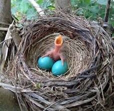 Bird Crying Like A Baby Pin By 0felia Berlanga On Birds Beautiful Birds Bird Pet Birds