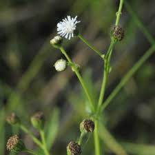 Image result for Adenostemma afrum