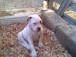At elite quality bulldogs, we ensure your puppy will be in the best of health when you take them home! American Bulldog Puppy For Sale In New Albany Indiana Classified Americanlisted Com