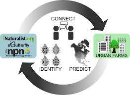 A separate fact sheet about the need for timber pest inspections and reports when buying property is available from the department of mines, industry. Insects Free Full Text Creating The Urban Farmer S Almanac With Citizen Science Data Html