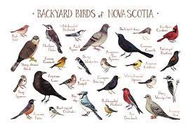 Nova Scotia Backyard Birds Field Guide Art Print Watercolor Painting Wall Art Nature Print Bird Poster Backyard Birds Bird Poster Birds