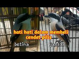 We did not find results for: Membedakan Cendet Pilis Jantan Dan Cendet Betina Hati Dalam Jual Beli Burung Cendet Youtube