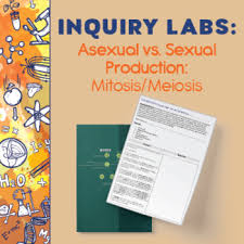 Microviewer lab animal cell mitosis. Mitosis Microscope Lab Worksheets Teaching Resources Tpt