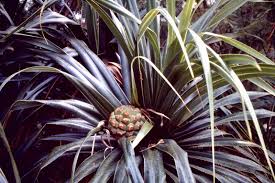 Image result for Pandanus livingstonianus
