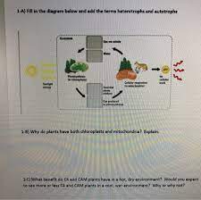 Do plants have both chloroplasts and mitochondria. 1 A Fill In The Diagram Below And Add The Terms Chegg Com