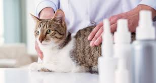 The surface is lined with. Feline Rhinitis Causes Symptoms And Treatments Trudell Animal Health