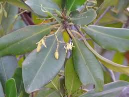 Image result for Cassipourea congoensis