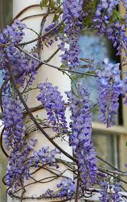 Purple flowers on a vine by william patterson. 1lifeinspired Beautiful Flowers Flower Garden Wisteria