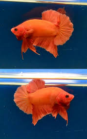 Betta fish, also known as siamese fighting fish, are very common with beginner aquarists. Orange Hmpk Betta Fish Plakat Betta Betta Fish Care