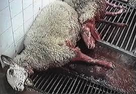Lambs suffer fear and stres. Australiens Grausamer Lebendexport