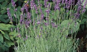 You could consider it going the extra mile to gift something that's useful and awakens the senses, so if you haven't already picked up a mother's day gift, might we suggest a few things that smell wonderful, many of which we've touted on the site before. Scent Out Fragrant Plants Alan Titchmarsh Columnists Comment Express Co Uk