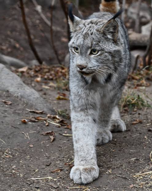 Learn about Canada lynx at Edmonton Valley Zoo