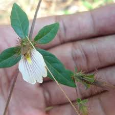 Image result for Blepharis maderaspatensis