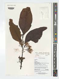 Image result for Aidia