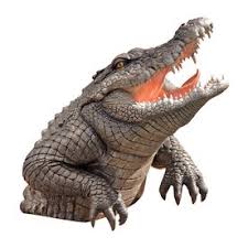 design toscano snapping swamp gator 19 in animal garden statue lowes com garden statues animal statues animals