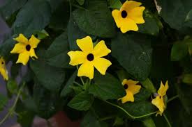 Image result for Thunbergia laborans