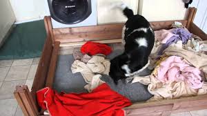 See full list on wikihow.com First 5 Signs Of Dog Pregnancy Lovetoknow