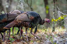 You can also use it to goof around with your family in the. Pandemic Fueled Surge In Wild Turkey Hunting Tests Declining Populations Audubon
