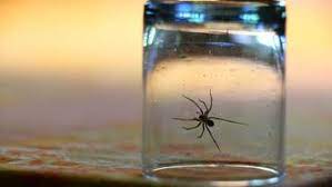 Sie möchten spinnen und spinnennetze loswerden? Spinnen Im Haus Vertreiben Diese Mittel Helfen Gegen Hauswinkelspinne Weberknecht Zitterspinne Und Co