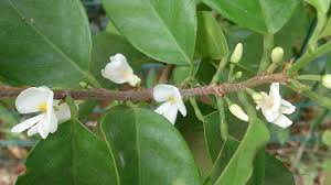 Image result for Baphia massaiensis