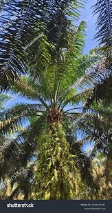 Image result for Elaeis guineensis