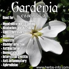 Gardenia Essential Oil Essential Oils Herbs Gardenia Essential Oil Essential Oil Uses