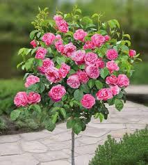 We did not find results for: Trandafir Pe Picior FrumuseÈ›e NaturalÄƒ È™i Parfum Delicat In Ghiveci