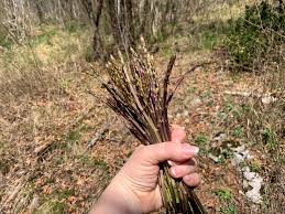 Collecting wild asparagus - Codanec