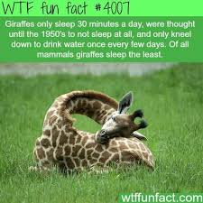 Wtf Fun Facts Wtf Fun Fact 4007 Wtf Fun Facts Fun Facts Animal Facts