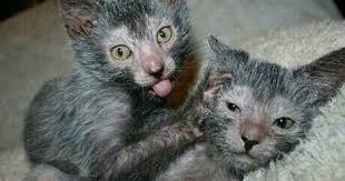 Wolf Cat Lykoi Cat Werewolf Cat Cats