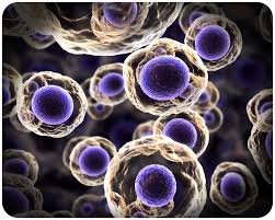 2.8: Cell Nucleus - Biology LibreTexts