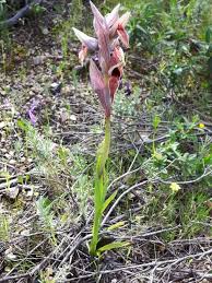 Image result for Schizochilus lepidus