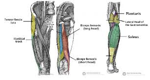 Acute knee pain accounts for over 1 million emergency department visits and more than 1.9 million primary care outpatient visits annually in the united states alone .the evaluation of knee pain most likely caused … Posterolateral Corner Plc Knee Injuries