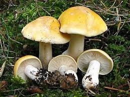 Image result for z p%u0159ednice jedovat 