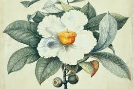 The roots of this now too rare to harvest plant was once used by native americans in tea form. How Many Plants Have We Wiped Out Here Are 5 Extinction Stories The New York Times