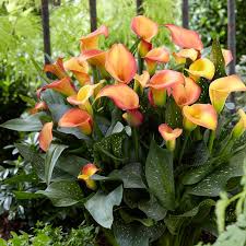 About 10% % of these are decorative flowers & wreaths, 1%% are artificial plant, and 1%% are flower bulbs, seeds & seedlings. Calla Lily Flower Root 2 4 Bulbs Pink Strip Blue Calla Lily Flower Bulbs Bulbs Roots Rhizomes Plants Seeds Bulbs