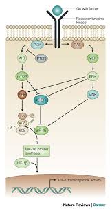 Hemmalaget siktar på att studsa tillbaka efter förlust. Targeting Hif 1 For Cancer Therapy Nature Reviews Cancer